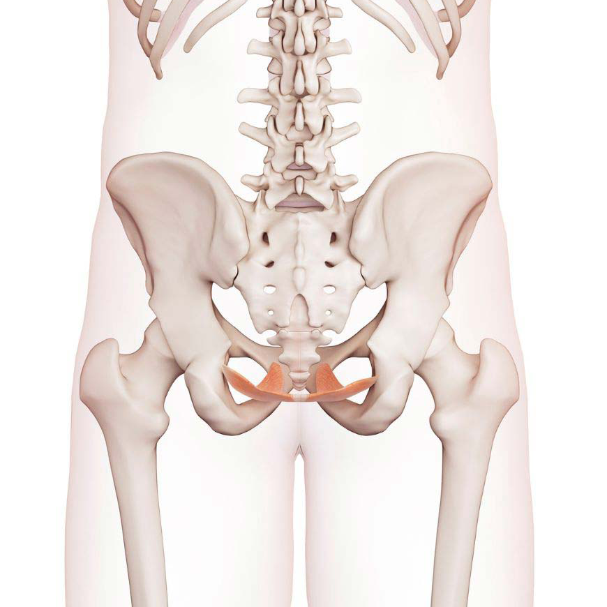 Why pelvic health matters
